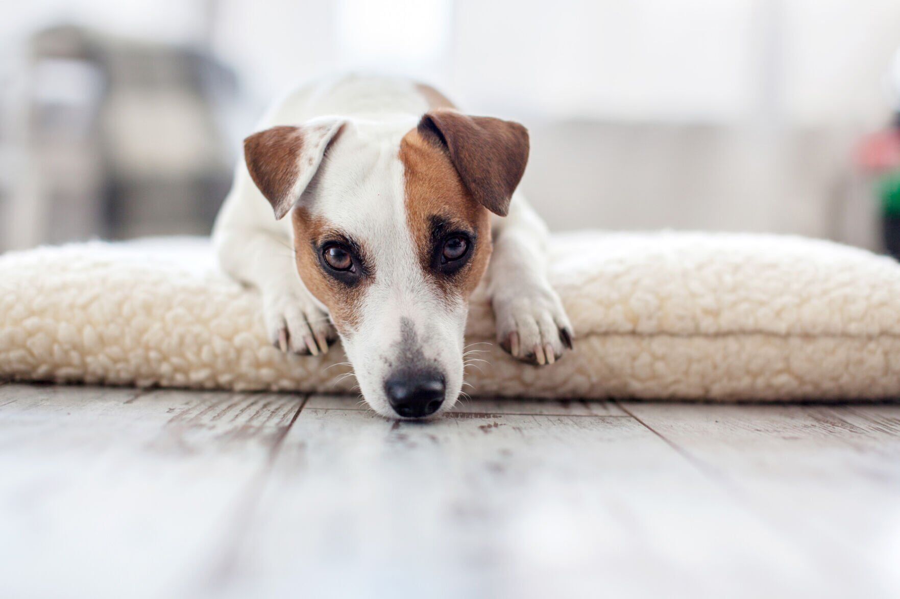 LIFE-PETS-DOGS-SEPARATION-ANXIETY-DMT